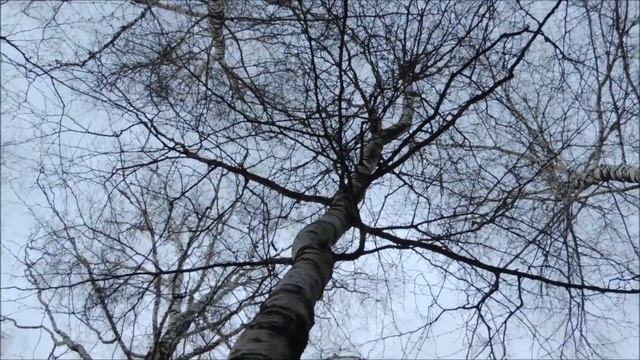 Чага, берёзовый гриб или трутовик косотрубчатый. Где растёт, как собирать, зачем и кому принимать.