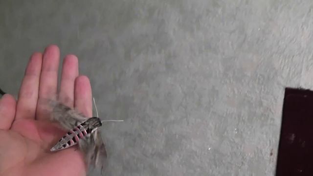 Convolvulus Hawk-moth / Бражник вьюнковый смотреть онлайн
