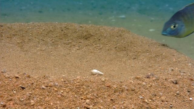 Планета Земля. 3 серия. Документальный фильм о природе смотреть онлайн