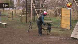 Соседи жалуются на выгул собак без намордников