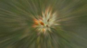 ЯЗВЕННИК (ANTHYLLIS)