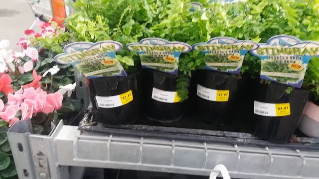 ПРИГЛАШАЮ В BUNNINGS ПОЛЮБОВАТЬСЯ ЦВЕТАМИ смотреть онлайн