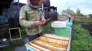 Как объединить осенью пчелиные семьи. Карника F1. Южный Урал