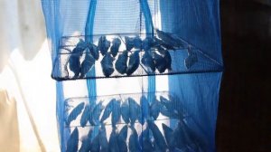 Коптим мойву.