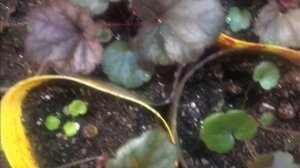 Гейхера из семян. Первый опыт.