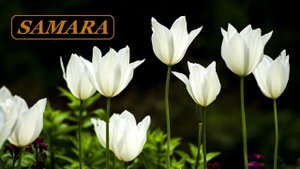 Ботанический сад. Самара. Тюльпаны. Конец мая 2022. Botanical Garden. Samara. Tulips.  May 2022.