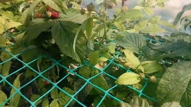 Малина Маравилла, Мапема, Химбо Топ, Зюгана и Таганка: предварительный итог смотреть онлайн