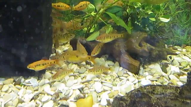 Барбус шуберта. Содержание, кормление, разведение. смотреть онлайн