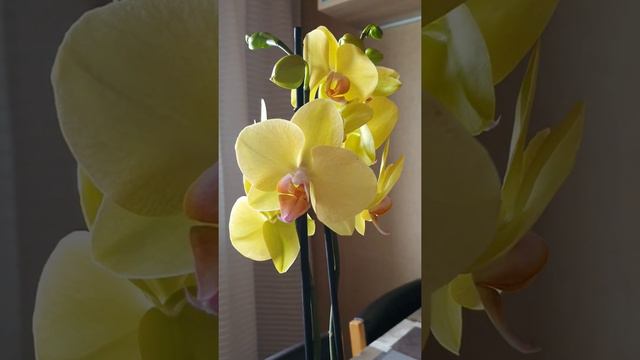 Ang ganda ng yellow orchid/kakaiba ang trip ni #mariz mine nyo ang mask isang gamit lang.