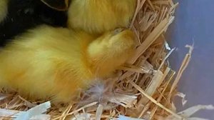 БАФФ, ещё один окрас мускусных уток  Генетика окрасов мускусной утки часть 6