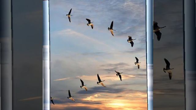 Владимир Журавель(Я не могу без тебя) смотреть онлайн