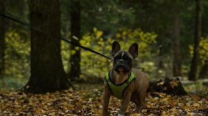 ФРАНЦУЗСКИЙ БУЛЬДОГ| все о породе | личный опыт | ВСЕ ПРО СОБАК