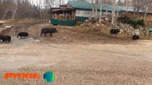 Отдых в Лагонаки.