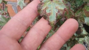 Плющ звичайний Hedera helix " Mint Kolibri  "