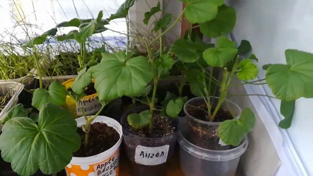 Замачивание семян томатов и обзор рассады на 3 марта смотреть онлайн