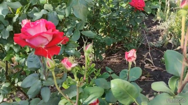 Прекраснейшая роза "Моника Белуччи" смотреть онлайн