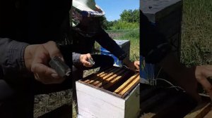 Аскофероз. Обработка пчёл.  😱👍🤫