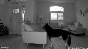 смешная собака тролит хозяйку!!