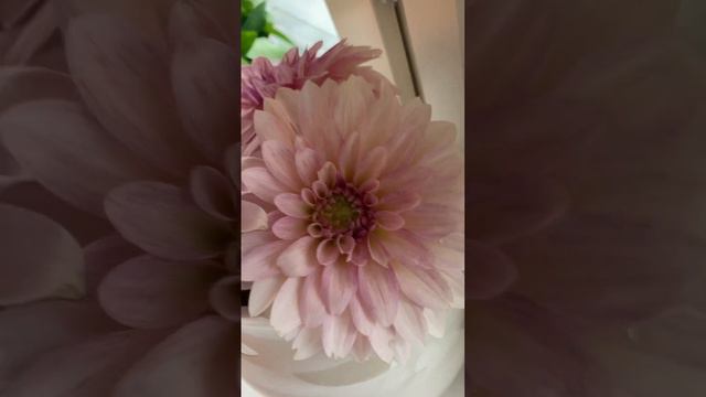 Dahlia café au lait 🦋