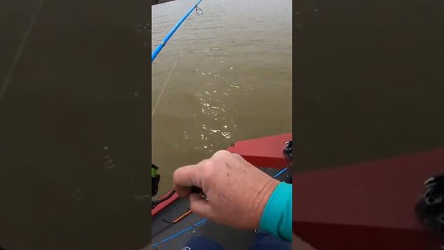 Crappie in muddy water