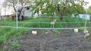 Удаляю ростки на винограде с соцветиями. Что такое  двойники и тройники