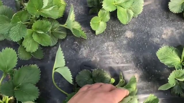 Клубника в балаганах ч4 (парниках, туннелях) очередные работы. смотреть онлайн