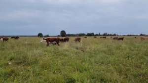 ТЕЛЯТА НА ПОДСОСЕ В ОСНОВНОМ СТАДЕ кфх Дик 21-8-21