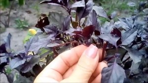 БАЗИЛИК.....\КАК ПРАВИЛЬНО СОБИРАТЬ?