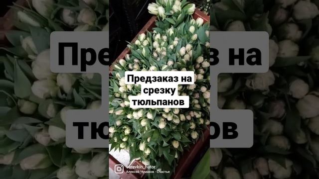 Предзаказ на срезку тюльпанов к 8 марта от 35 рублей #веревкинхутор #выгонкатюльпанов