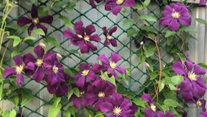 Клематис Витицелла – Clematis viticella