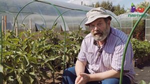 БАКЛАЖАН БЕЛОГО ЦВЕТА - БИБО F1