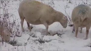 Разведение овец породы Дорпер. Огромные овцы БЕЛОГОВОГО ДОРПЕРА. Продажа 2022 год.