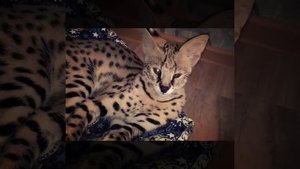 Кот и кошка Саванна и сервалы