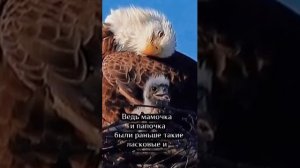 Как воспитывают своих птенцов орлы. Нам есть чему поучиться!
