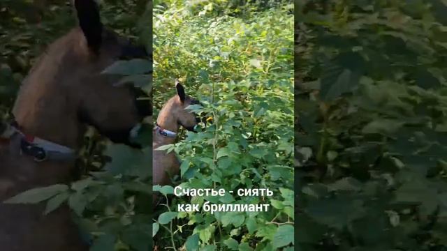 Счастье - сиять как бриллиант, даже если ты коза 🐐 #коза #ферма #счастье #семья смотреть онлайн