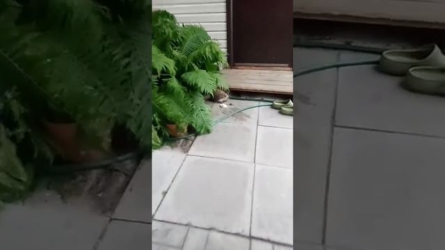 Ежиха с ежатами на даче