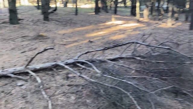 Светлана Журавлева договорилась с Лесовиком и собирает грибы! Еще один выход в лес пока не уехали!