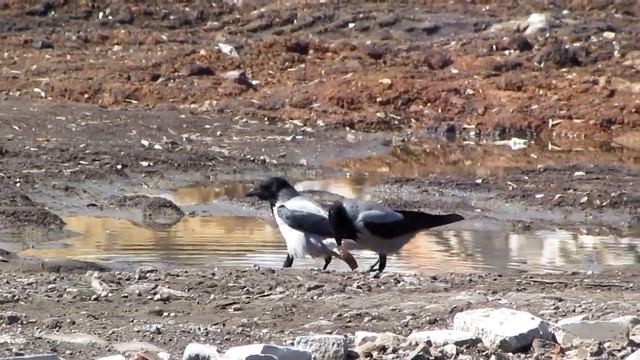 пара серых ворон и хлеб (MVI 8313) смотреть онлайн