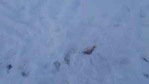 Зимняя рыбалка в Томской Области