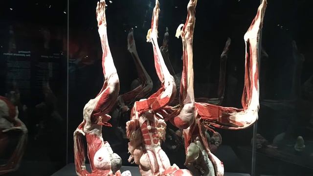 Amsterdam#Body Worlds museum in Amsterdam( Neitherland) #places to visit#human body смотреть онлайн