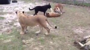 Собаки играют с тиграми и львами   Dogs playing with tigers and lions