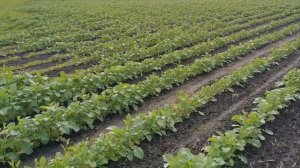 Горчица чёрная органическая 2020