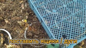 Гортензия зимовка в прикопе- 100% надежно