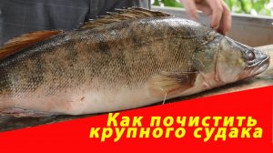 Как почистить крупного судака. Компания "Русский булат"