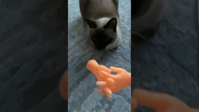 Киса устала