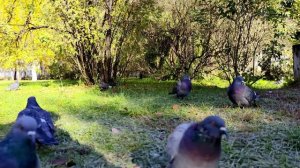 Челябинск.Природа южного Урала.  Бог прощает и люди прощают. Природа не прощает никогда. 08.10.2020г