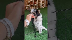 Бивер мальчик 3 месяца ❤️ Костбар Шатц Фидель  #Бивер #биверйорк #биверщенки #бивер_йорк