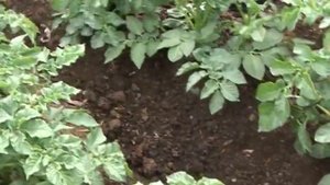 ФЕРТИКА КАРТОФЕЛЬНОЕ 2