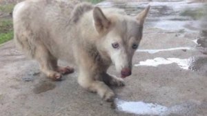 Женщина увидела собаку в клетке со сломанными лапами ,вы только посмотрите что она сделала