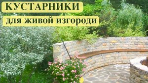 КУСТАРНИКИ  ДЛЯ ЖИВОЙ ИЗГОРОДИ. ДЕРЕН / ПУЗЫРЕПЛОДНИК / ЛОХ СЕРЕБРИСТЫЙ. Дачный креатив.